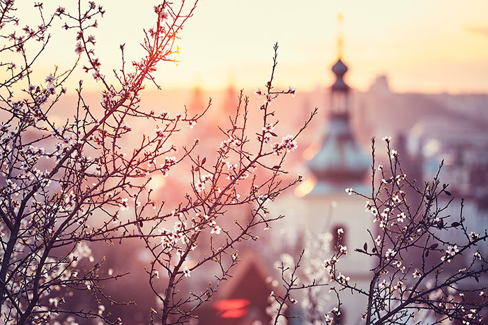 Ritual para Potenciar el Amor en Primavera